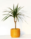 Madagaskar Dragon Ağacı – Dracaena Marginata 40 cm Turuncu Saksıda