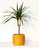 Madagaskar Dragon Ağacı – Dracaena Marginata 40 cm Turuncu Saksıda