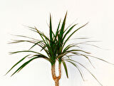 Madagaskar Dragon Ağacı – Dracaena Marginata 40 cm Turuncu Saksıda