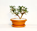 Bonsai Yıldız Çalısı Pitosporum Kiremit Saksıda