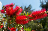 Fırça Çalısı Callistemon 5 Adet