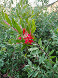 Fırça Çalısı Callistemon 5 Adet