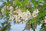 Akasya Fidanı Beyaz Çiçekli  – Yalancı Akasya - Robinia pseudo-acacia 2 Adet