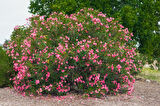 Zakkum Nerium oleander  60-80 cm 3 Adet