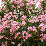 Zakkum Nerium oleander 60-80 cm 20 Adet