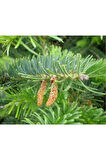 Göknar Köknar Çam Fidanı 7 Yaş 80-120 Cm Abies Cilicica