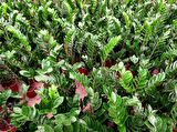 Zamia (Zeze çiçeği)