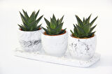 HAWORTHİA TRİO HEDİYELİK SET - 3'lü Limifolia