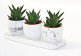 HAWORTHİA TRİO HEDİYELİK SET - 3'lü Limifolia