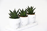 HAWORTHİA TRİO HEDİYELİK SET - 3'lü Limifolia