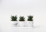 HAWORTHİA TRİO HEDİYELİK SET - 3'lü Limifolia