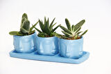 TRİO MAVİ ADLER SUKULENT SETİ - Gasteria, Haworthia