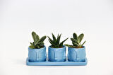 TRİO MAVİ ADLER SUKULENT SETİ - Gasteria, Haworthia