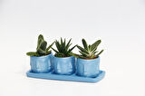 TRİO MAVİ ADLER SUKULENT SETİ - Gasteria, Haworthia