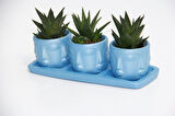 TRİO MAVİ ADLER SUKULENT SETİ - Haworthia Limifolia, Rigida