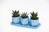 TRİO MAVİ ADLER SUKULENT SETİ - Haworthia Limifolia, Pumila