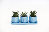 TRİO MAVİ ADLER SUKULENT SETİ - Haworthia Limifolia, Pumila