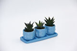 TRİO MAVİ ADLER SUKULENT SETİ - Haworthia Limifolia, Pumila
