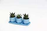 TRİO MAVİ ADLER SUKULENT SETİ - Haworthia Limifolia, Pumila