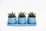 TRİO MAVİ ADLER SUKULENT SETİ - Haworthia Pumila