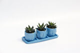 TRİO MAVİ ADLER SUKULENT SETİ - Haworthia Pumila