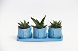 TRİO MAVİ ADLER SUKULENT SETİ - Haworthia, Aloe Ferox