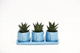 TRİO MAVİ ADLER SUKULENT SETİ - Haworthia Limifolia