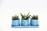TRİO MAVİ ADLER SUKULENT SETİ - Haworthia Pumila, Gasteria