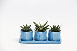 TRİO MAVİ ADLER SUKULENT SETİ - Haworthia Pumila, Gasteria