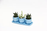 TRİO MAVİ ADLER SUKULENT SETİ - Haworthia Limifolia, Crassula Perforata