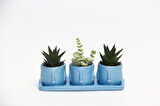 TRİO MAVİ ADLER SUKULENT SETİ - Haworthia Limifolia, Crassula Perforata