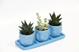 TRİO MAVİ ADLER SUKULENT SETİ - Haworthia Limifolia, Crassula Perforata