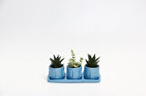 TRİO MAVİ ADLER SUKULENT SETİ - Haworthia Limifolia, Crassula Perforata