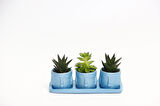TRİO MAVİ ADLER SUKULENT SETİ - Haworthia Limifolia, Echeveria