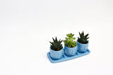 TRİO MAVİ ADLER SUKULENT SETİ - Haworthia Limifolia, Echeveria