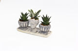 TRİO HELEN GRİ SUKULENT SETİ - Haworthia Limifolia, Gasteria