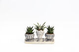 TRİO HELEN GRİ SUKULENT SETİ - Haworthia Limifolia, Gasteria