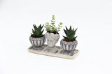TRİO HELEN GRİ SUKULENT SETİ - Haworthia Limifolia, Crassula