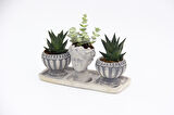 TRİO HELEN GRİ SUKULENT SETİ - Haworthia Limifolia, Crassula