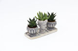 TRİO HELEN GRİ SUKULENT SETİ - Haworthia Limifolia, Huernia
