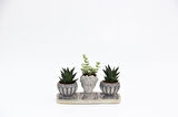 TRİO HELEN GRİ SUKULENT SETİ - Haworthia Limifolia, Echeveria