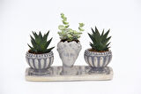 TRİO HELEN GRİ SUKULENT SETİ - Haworthia Limifolia, Echeveria