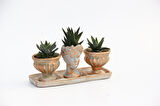 TRİO HELEN ORANGE SUKULENT SETİ - Haworthia Pumila, Limifolia