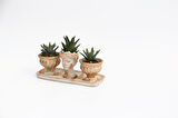 TRİO HELEN ORANGE SUKULENT SETİ - Haworthia Pumila, Limifolia
