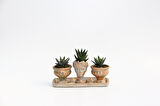 TRİO HELEN ORANGE SUKULENT SETİ - Haworthia Pumila, Limifolia