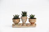 TRİO HELEN ORANGE SUKULENT SETİ - Haworthia Pumila, Limifolia