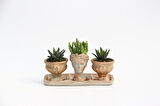 TRİO HELEN ORANGE SUKULENT SETİ - Haworthia Pumila, Huernia