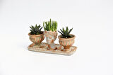 TRİO HELEN ORANGE SUKULENT SETİ - Haworthia Pumila, Huernia