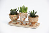 TRİO HELEN ORANGE SUKULENT SETİ - Haworthia Pumila, Huernia