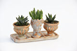 TRİO HELEN ORANGE SUKULENT SETİ - Haworthia Pumila, Huernia